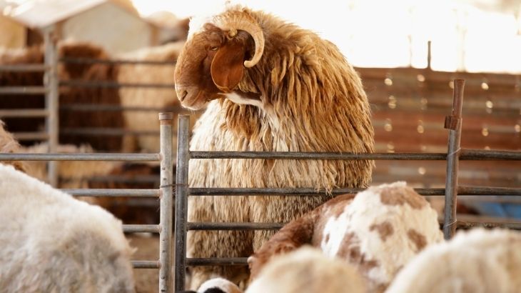Kurban Keserken Yaralanmalara Dikkat Edin! Önleme Yolları ve İlk Yardım