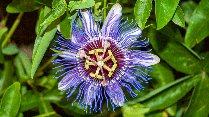 Passiflora Nedir? Passifloranın Faydaları Nelerdir?